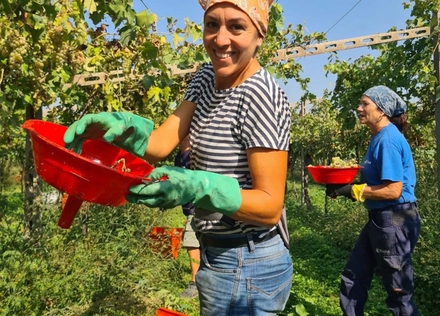 Lejlighed Appartamentino In Az Agricola Le Vigne Del Moretto Castelnuovo del Garda